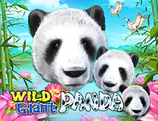 Wild Giant Panda